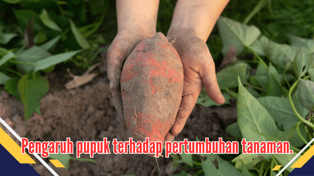 Pengaruh pupuk terhadap pertumbuhan tanaman