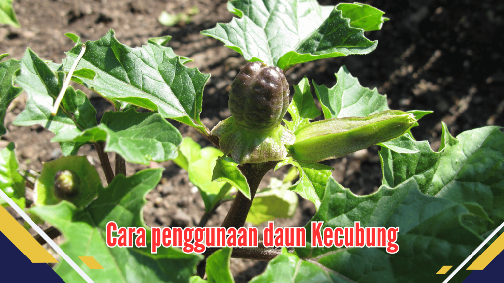 Cara Penggunaan Daun kecubung