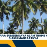 Daun Kelapa: Sumber Daya Alam Tropis yang Kian Diakui Manfaatnya