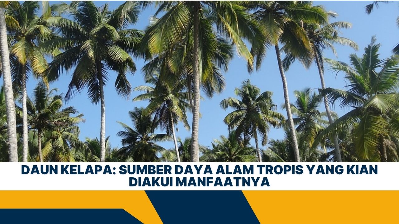 Daun Kelapa: Sumber Daya Alam Tropis yang Kian Diakui Manfaatnya