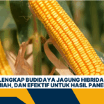 Panduan Lengkap Budidaya Jagung Hibrida: Strategi Praktis, Ilmiah, dan Efektif untuk Hasil Panen Maksimal
