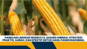 Panduan Lengkap Budidaya Jagung Hibrida: Strategi Praktis, Ilmiah, dan Efektif untuk Hasil Panen Maksimal