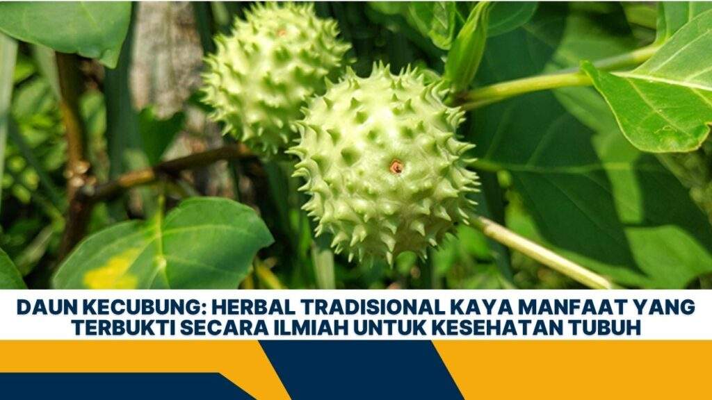 Daun Kecubung: Herbal Tradisional Kaya Manfaat yang Terbukti Secara Ilmiah untuk Kesehatan Tubuh