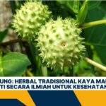 Daun Kecubung: Herbal Tradisional Kaya Manfaat yang Terbukti Secara Ilmiah untuk Kesehatan Tubuh